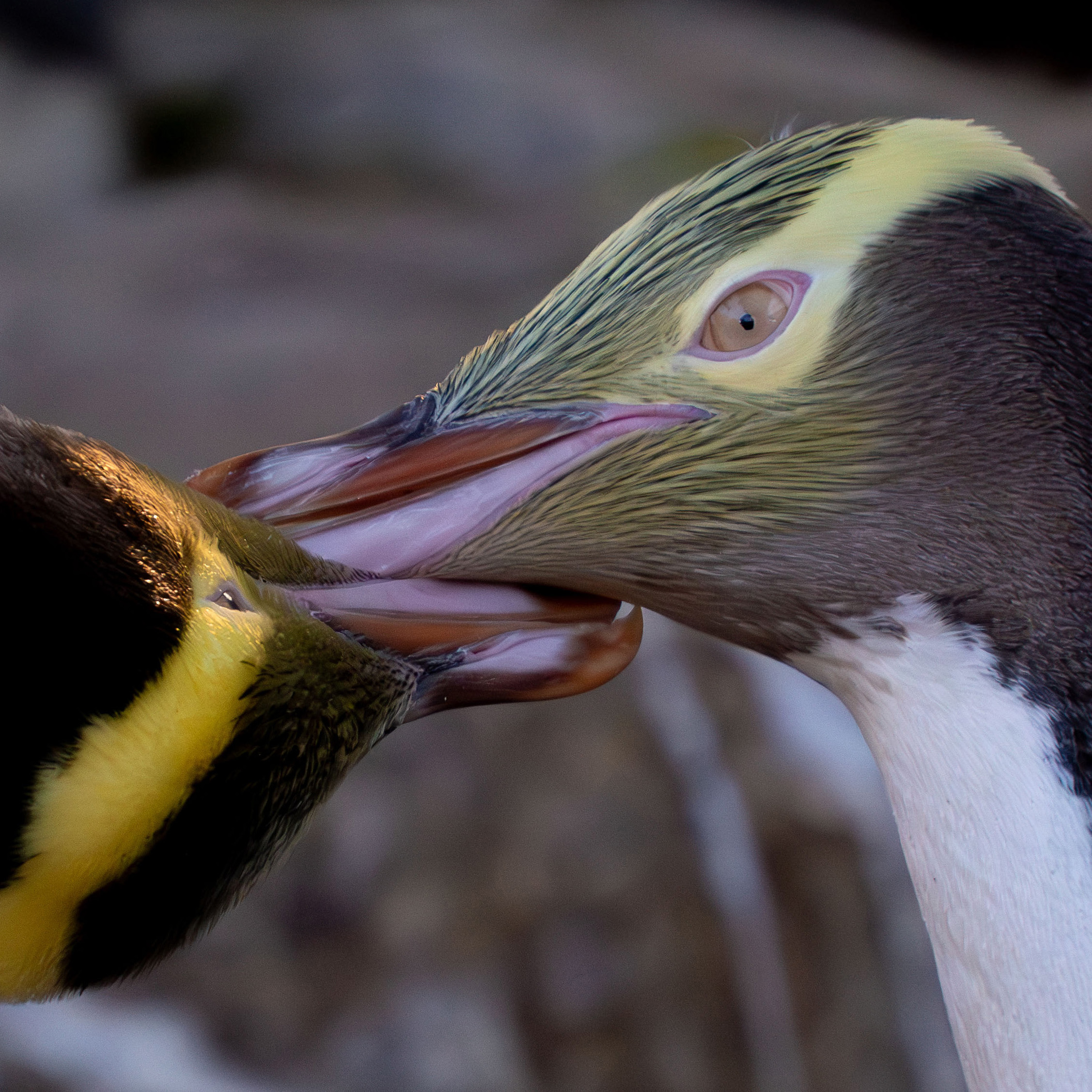 News item thumbnail image. 