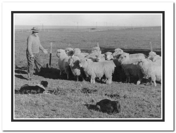 Henry Aitken working with sheep dogs at Kingsdown