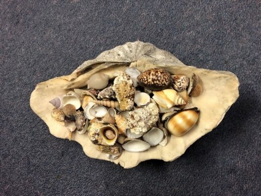 Seaweek - seashell