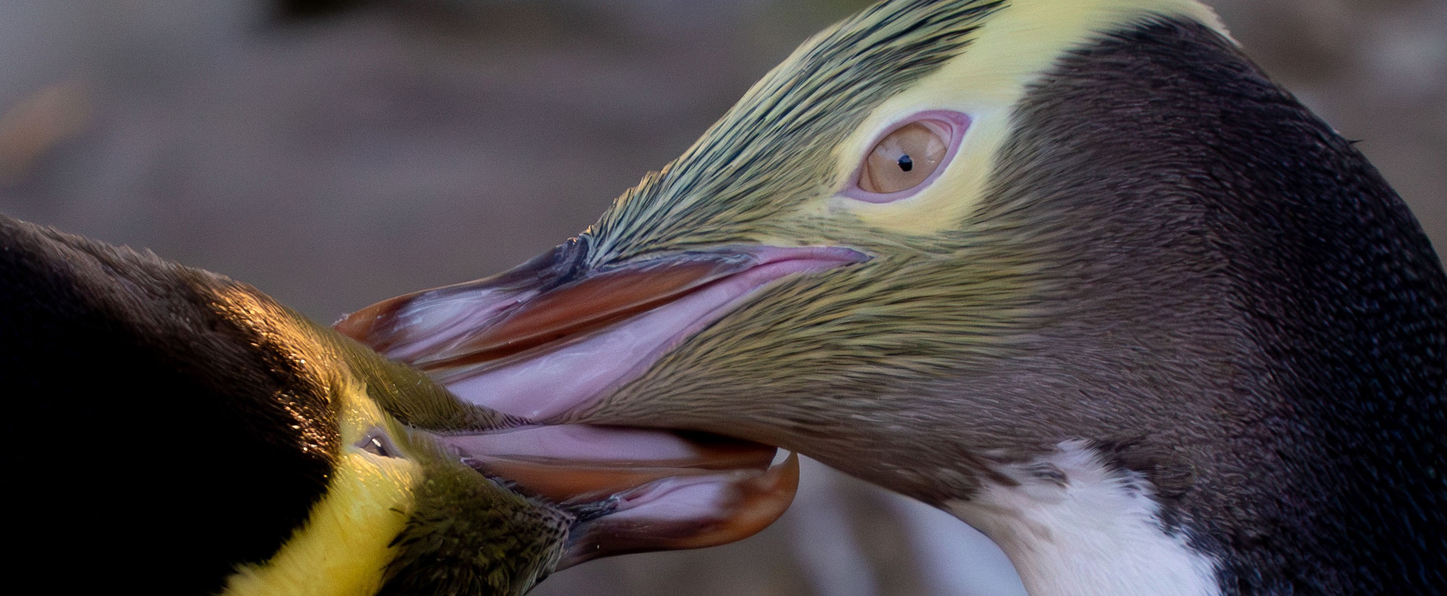 What's on thumbnail image. 