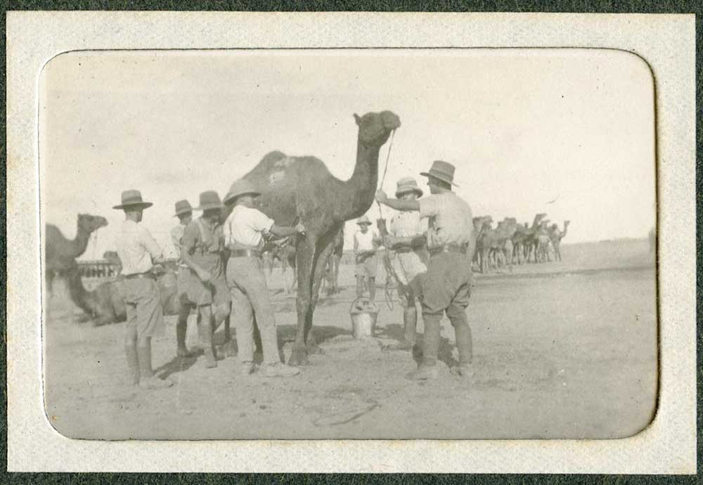 Washing camels, 15th Coy, Imperial Camel Corps